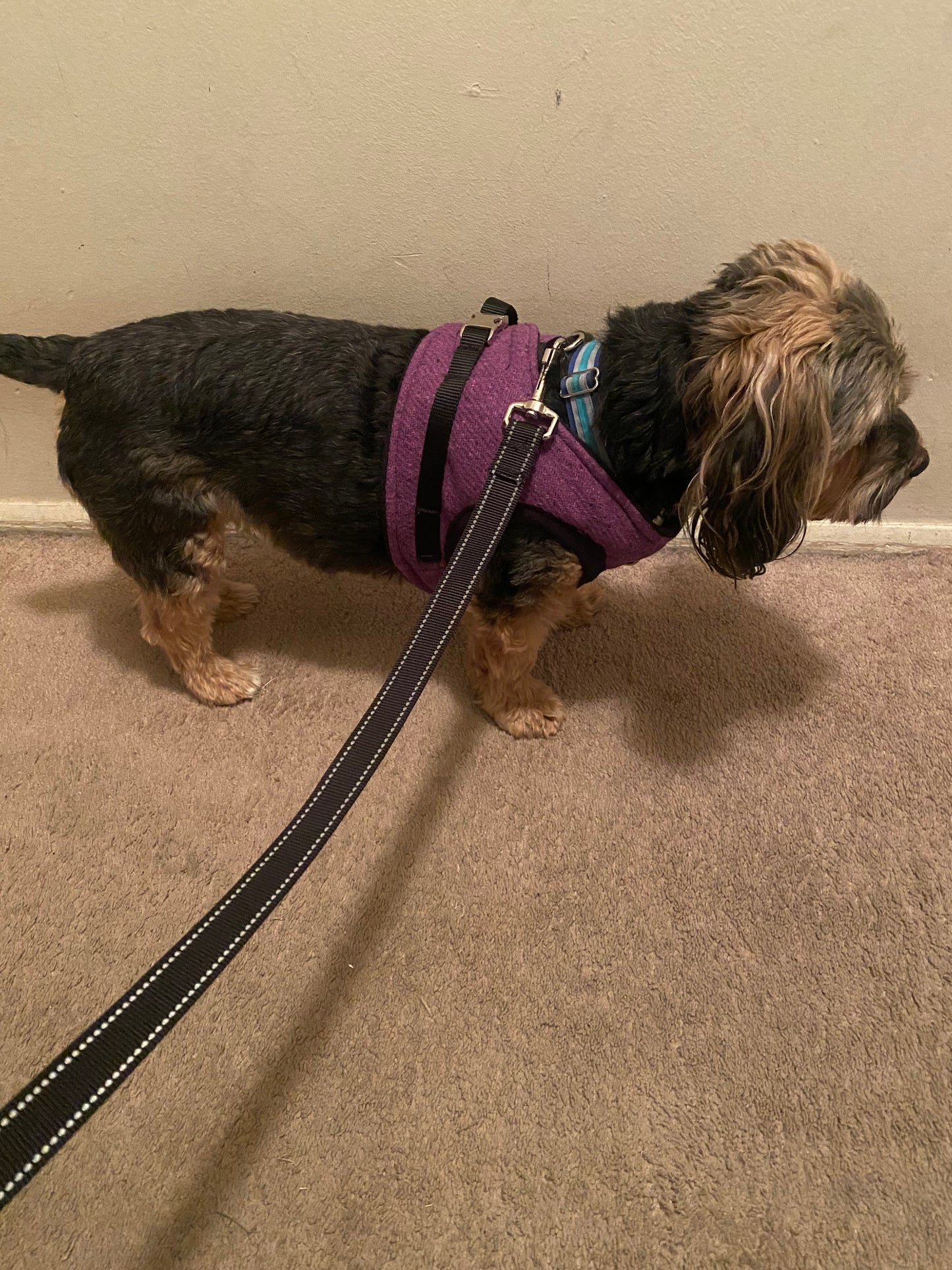 Suit Harness - Benji