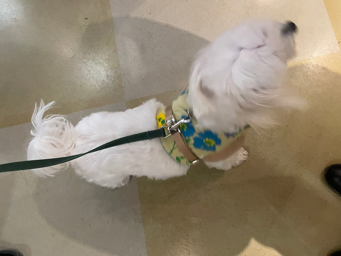 Suit Harness - Flora