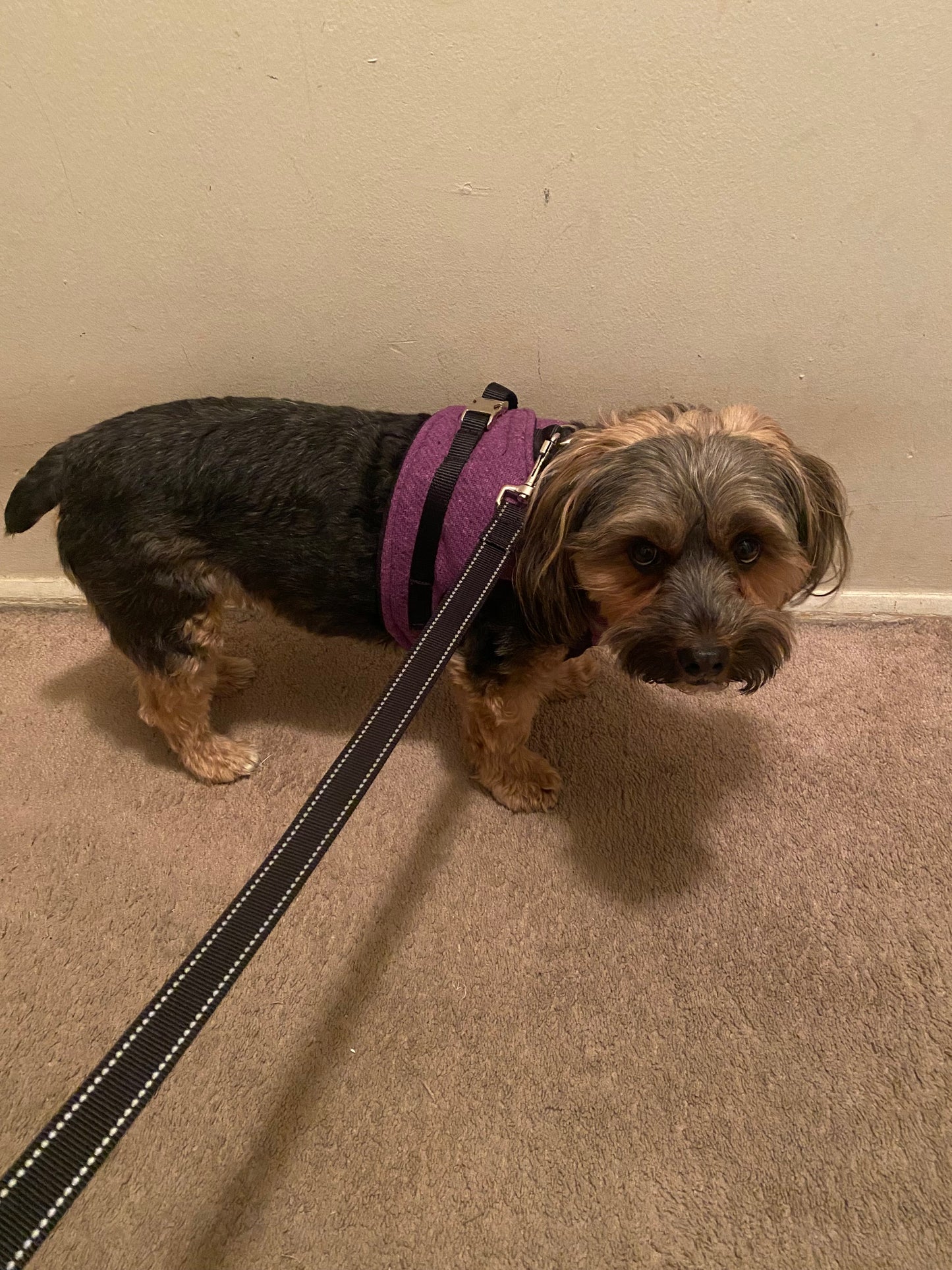 Suit Harness - Benji